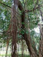 Hanging roots of banyan tree. element of nature photo