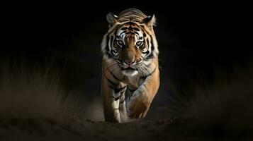 A Bengal Tiger, captured mid-stride, its sinewy muscles standing out beneath its luminous fur photo