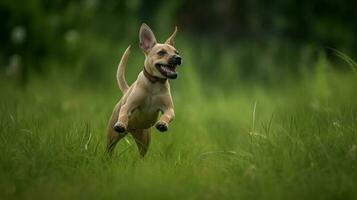 Happy pet dog puppy frolicking in the grass, a picture of pure bliss as it dashes across the verdant field photo