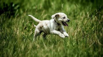contento mascota perro perrito retozando en el césped, un imagen de puro felicidad como eso guiones a través de el verde campo foto