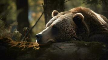 A bear waking from hibernation as spring arrives photo