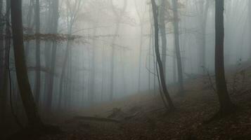 el misterioso silencio de un cubierto de niebla bosque foto