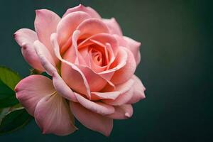 Close up of a beautiful blooming rose. AI generate photo