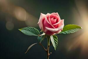 Close up of a beautiful blooming rose. AI generate photo