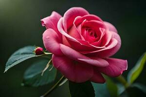 Close up of a beautiful blooming rose. AI generate photo