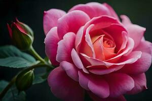 Close up of a beautiful blooming rose. AI Generate photo