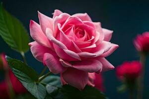 Close up of a beautiful blooming rose. AI generate photo