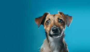 Isolated Beautiful pet portrait of dog photo