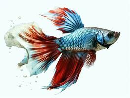 Betta fish isolated on white background photo