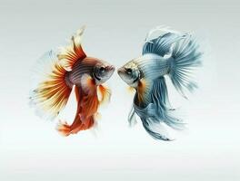 Betta fish isolated on blank background with copy space photo