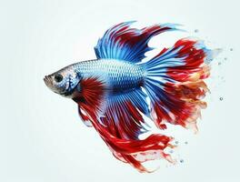 Betta fish isolated on blank background with copy space photo