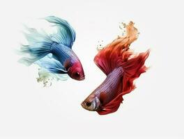 Betta fish isolated on blank background with copy space photo