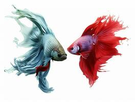 Betta fish isolated on blank background with copy space photo