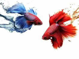 Betta fish isolated on blank background with copy space photo