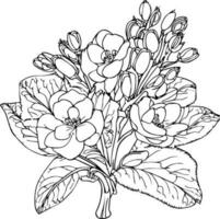 primrose vector illustration, beautiful primula flower bouquet, hand-drawn coloring pages primula flower drawing of artistic, primrose engraved ink art, primula flower tattoo designs vintage primrose