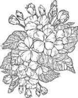 Flowers coloring pages, and book, Vector sketch of primula flower drawing, Hand drawn primrose, botanical leaf bud illustration engraved ink art style. primrose flower sketch vintage primlura drawing.