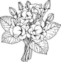 Primrose isolated, hand-drawn floral element. vector illustration bouquet of Primula Francisca, sketch art beautiful primrose, primula flower tattoo, coloring page for adults, vintage primula drawing