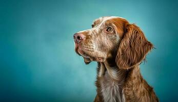 Isolated Beautiful pet portrait of dog photo