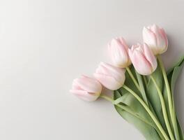 Beautiful tulip flowers with copy Space background, top view. photo