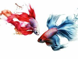 Betta fish isolated on blank background with copy space photo