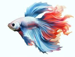 Red and blue betta fish isolated on white background photo