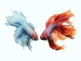 Betta fish isolated on blank background with copy space photo