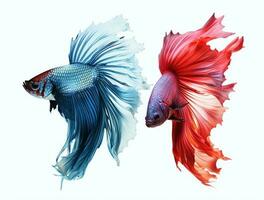 Betta fish isolated on blank background with copy space photo