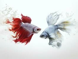 Betta fish isolated on blank background with copy space photo