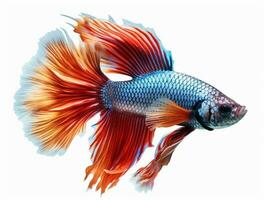 Betta fish isolated on blank background with copy space photo