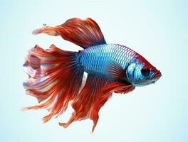 Red and blue betta fish isolated on white background photo