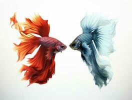 Betta fish isolated on blank background with copy space photo