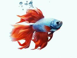 Betta fish isolated on white background photo