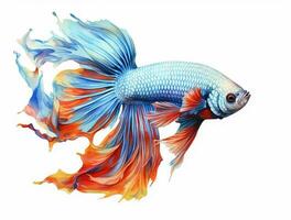 Betta fish isolated on white background photo