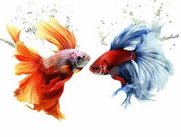 Betta fish isolated on blank background with copy space photo