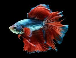 Betta fish isolated on white background photo