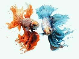 Betta fish isolated on blank background with copy space photo
