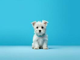 Isolated Beautiful pet portrait of dog photo