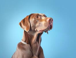 Isolated Beautiful pet portrait of dog photo