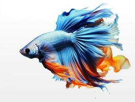 Red and blue betta fish isolated on white background photo