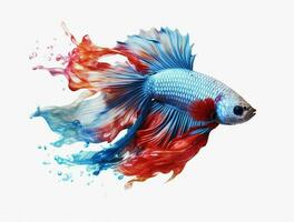 Betta fish isolated on white background photo