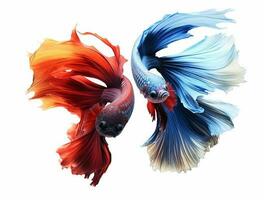 Betta fish isolated on blank background with copy space photo