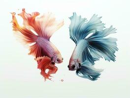 Betta fish isolated on blank background with copy space photo