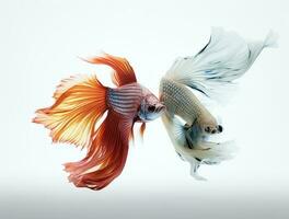 Betta fish isolated on blank background with copy space photo