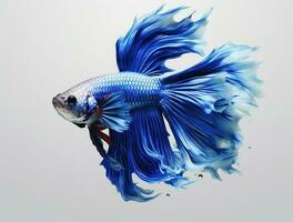 Red and blue betta fish isolated on white background photo