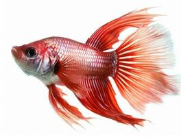 Red and blue betta fish isolated on white background photo