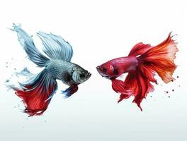 Betta fish isolated on blank background with copy space photo