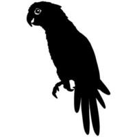 loro negro silueta vector