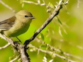 de cerca Disparo de un casa gorrión pájaro sentado en el rama de un árbol generado por ai foto