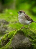 Beautiful shot of a old wood sparrow standing on rocks with moss generated by ai photo