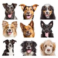 Set of different happy dogs portraits isolated on white background, created with photo